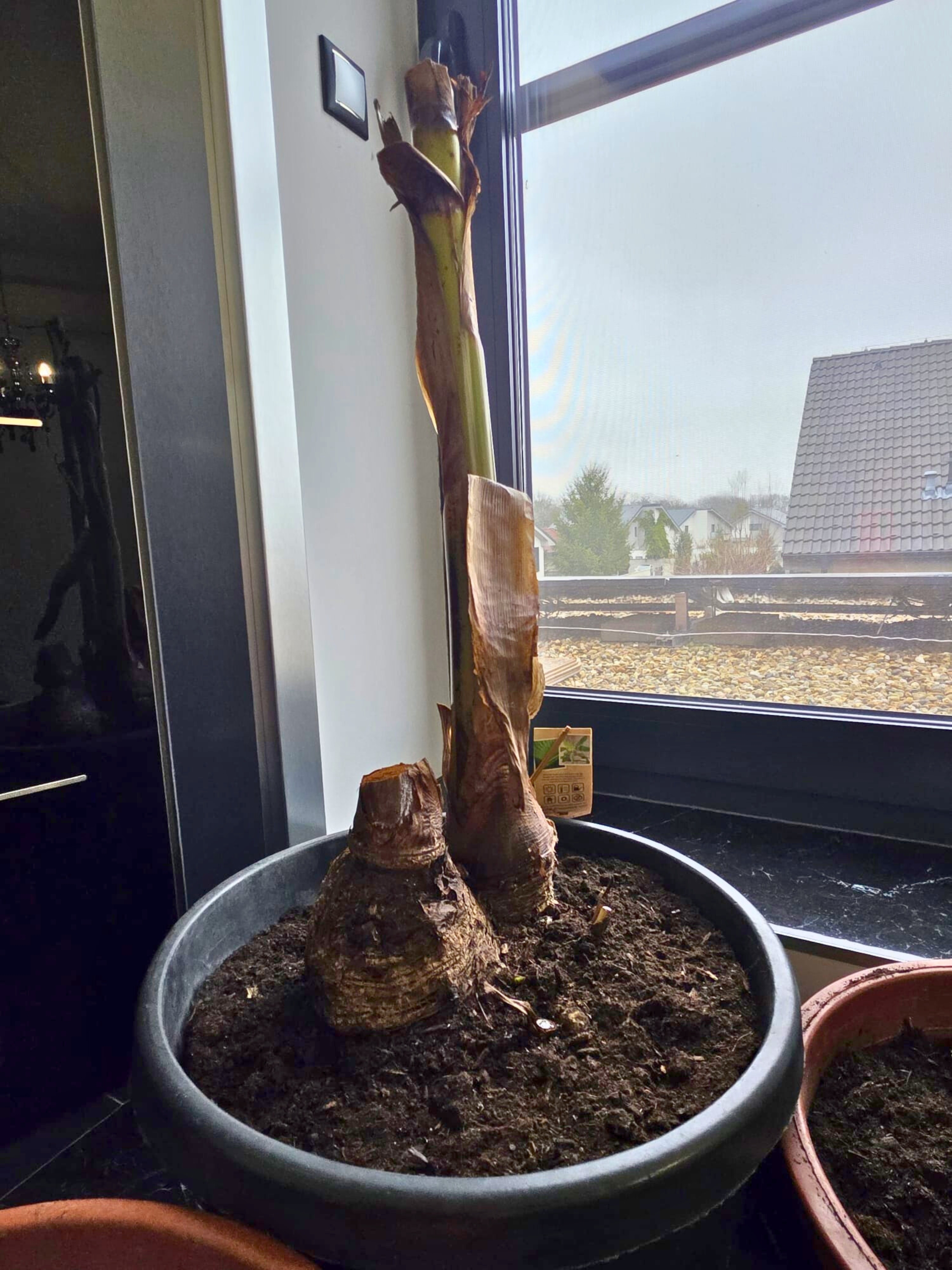 Musa basjoo po zime 12 °C